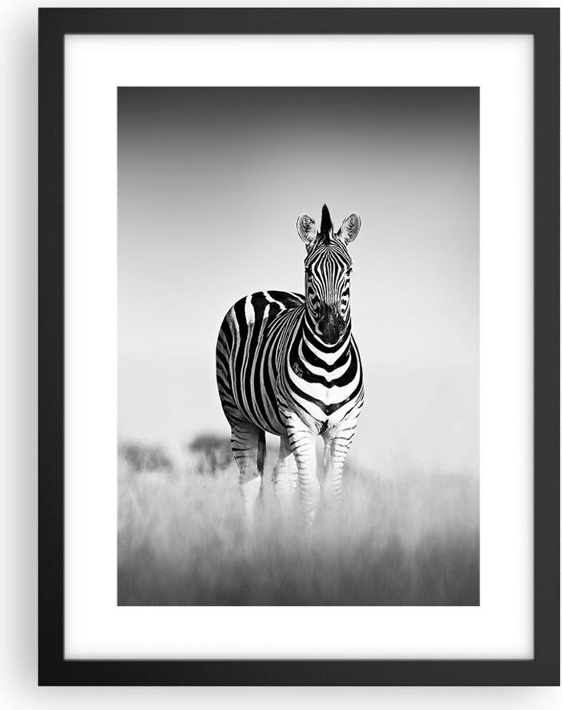 Gerahmtes Poster - Schwarzer Rahmen - Zebras Fotografie Schwarzweiß - 30x40 cm - Wand Bild - Wanddeko - Wandbilder - Kunstposter - Wandposter - Bi...