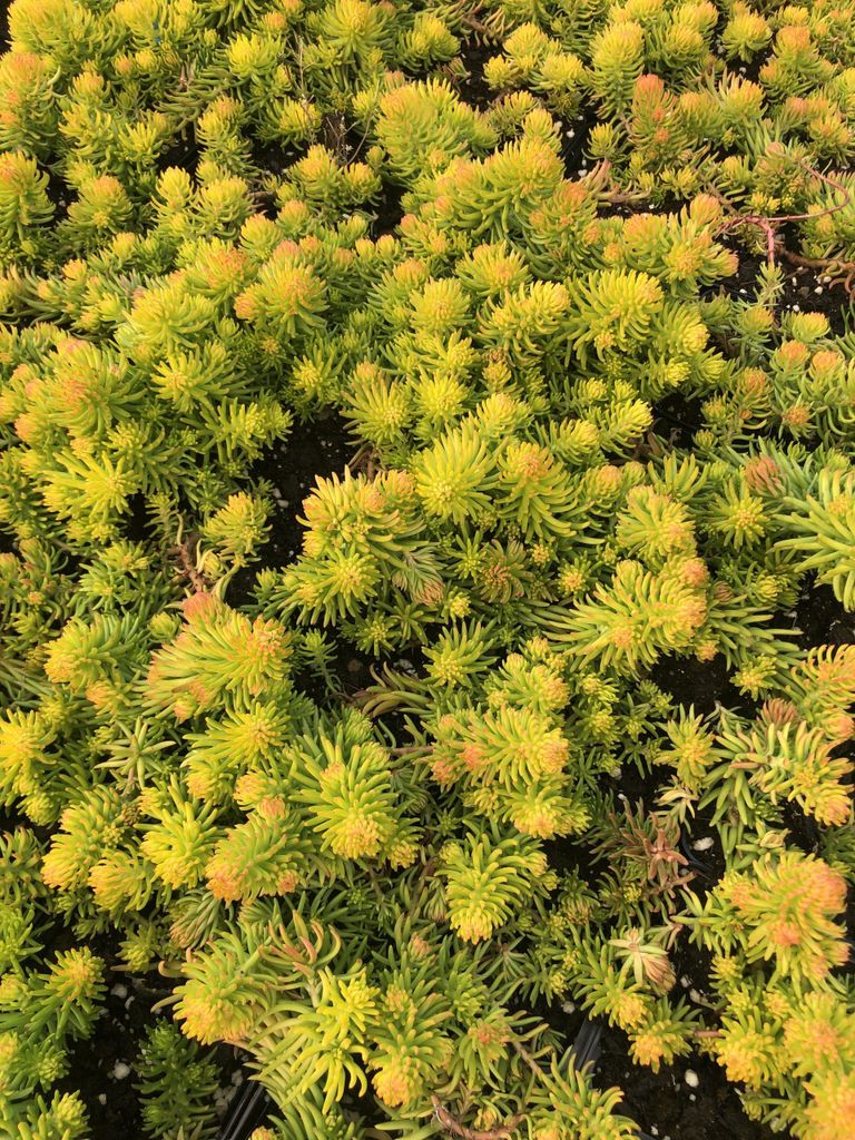 6 x Sedum reflexum 'Angelina' - Fettblatt Angelina - Topf 9 x 9 cm