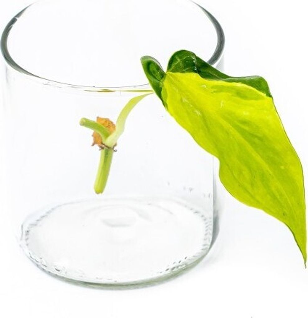 Gardners Philodendron scandens Brasil - odrezky na Obrázok produktu 