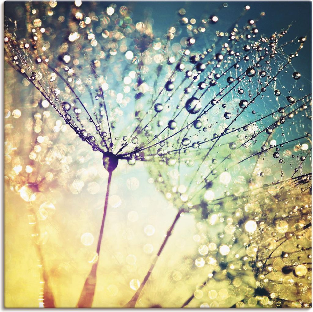 ARTland Leinwandbild Pusteblume Zaubertropfen Größe: 40x40 cm