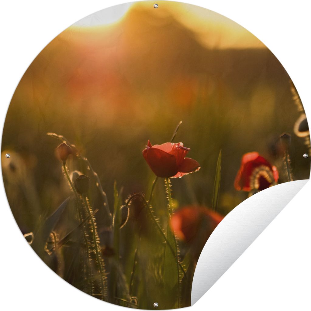 MuchoWow Gartenposter Outdoor-Poster Rund Mohn - Sonnenuntergang - Gold Ø 60 cm Gartendeko Rundes Poster draußen