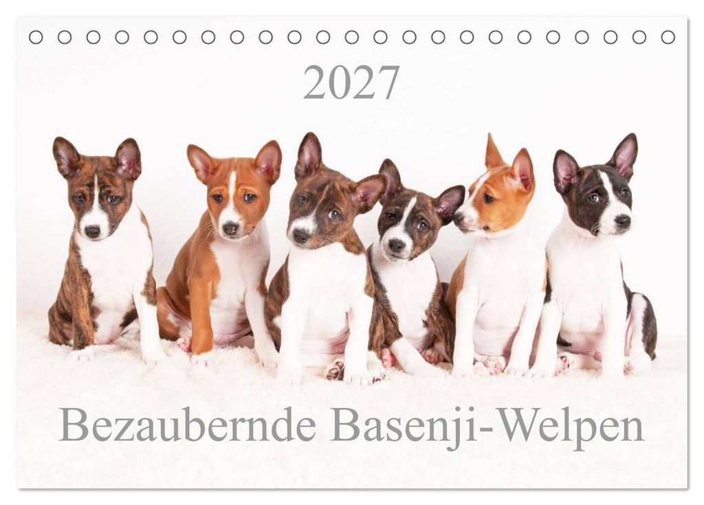 Bezaubernde Basenji-Welpen (Tischkalender 2027 DIN A5 quer), CALVENDO Monatskalender