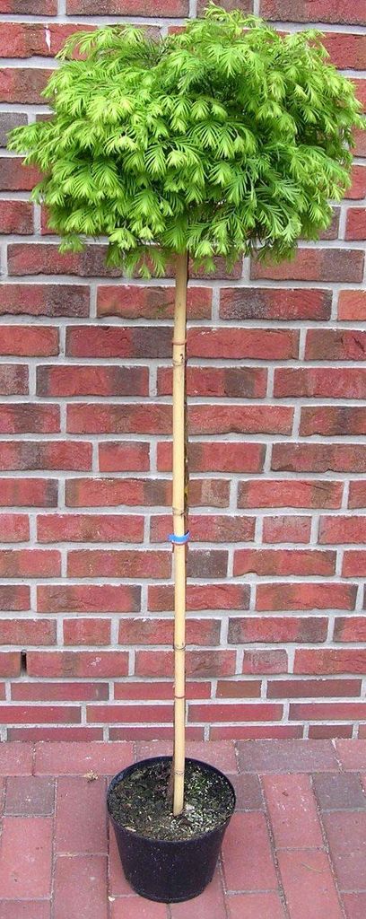 Metasequoia "Matthaei Broom", Kugel-Mammutbaum - Stämmchen Produktbild 