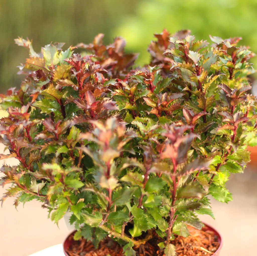 Houx persistant Little Rascal 40-50 cm : la solution anti-gel au jardin