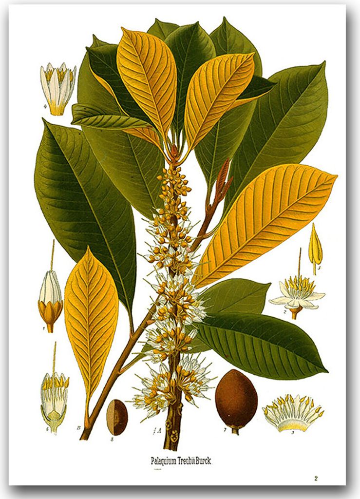 Poster - Canvas - Leinwand - 59,4 cm x 84,1 cm - Fotoposter - Leinwandkunst - Botanischer Druck Sapotaceae