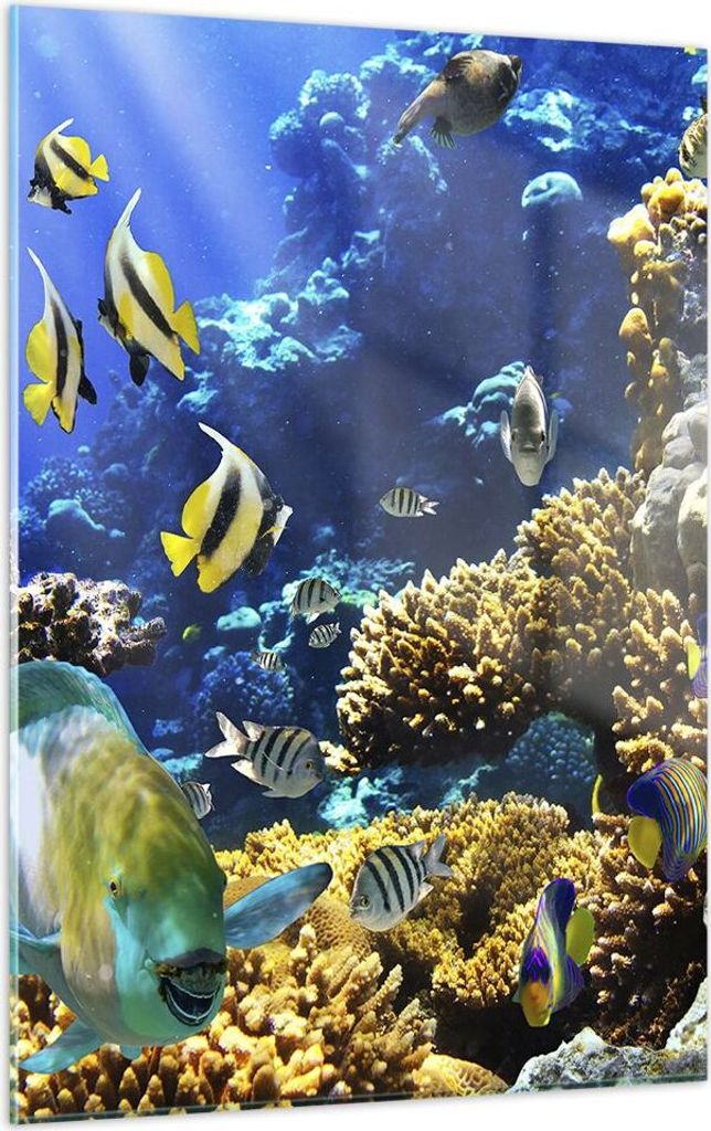 Bilder auf glas - Einteilig - Korallenriff Ozean Krabbe Fisch - 50x70cm - Glasbilder - Wandbilder - Bilder - Wanddekoration aus Glas - Glas Bilder ...