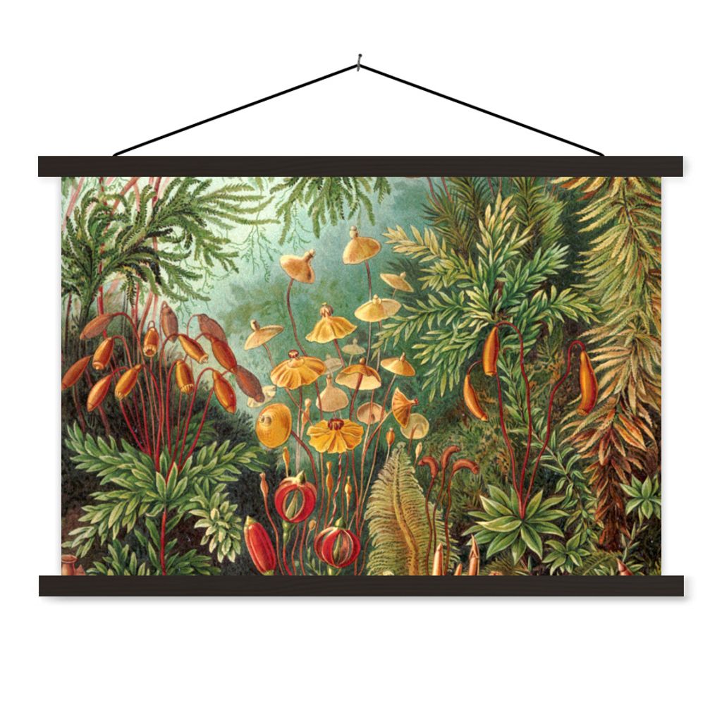 MuchoWow Textilposter Gestaltung - Natur - Pilze - Ernst Haeckel 60x40 cm mit schwarzem Rahmen - Hölzernes