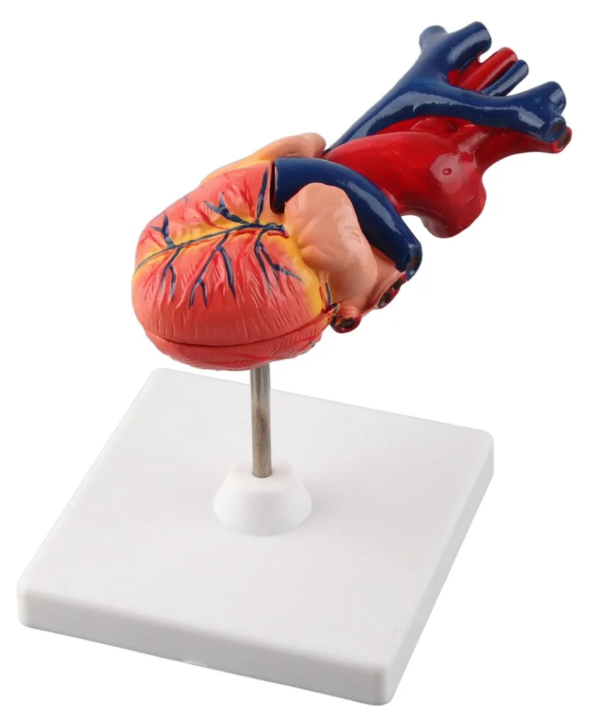 Maquette de cœur humain détaillée avec structures internes amovibles - 9