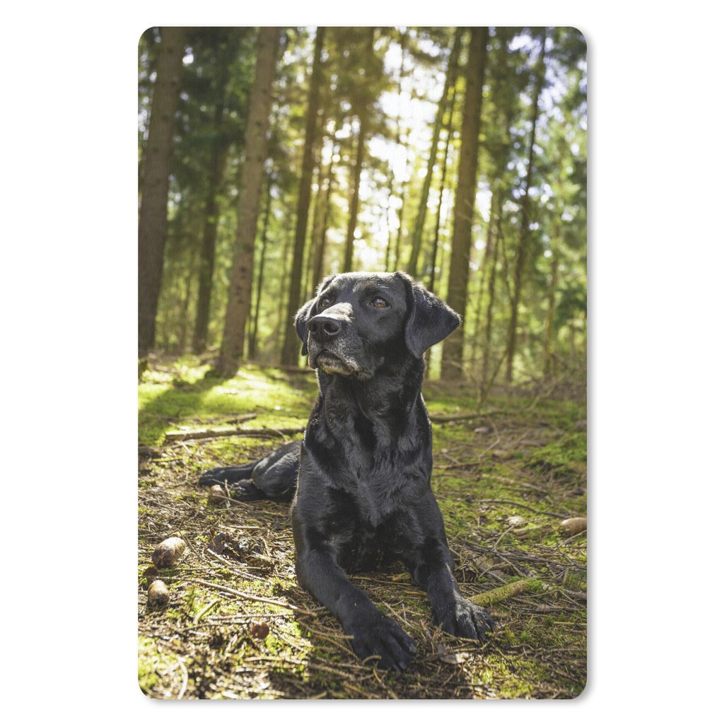 MuchoWow Mauspad Mousepad Sonnenstrahlen entlang eines Labrador Retrievers im Wald 40x60 cm - Mousepads - Maus Mat - Pad - Mausunterlage - Schrei...