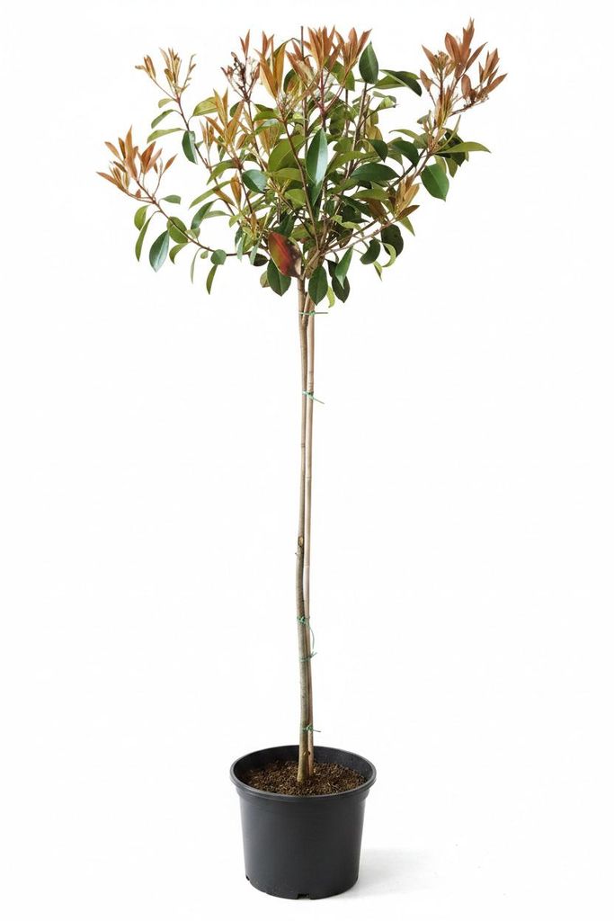 Photinia fraseri 'Red Robin", Glanzmispel Stämmchen, Produktbild 