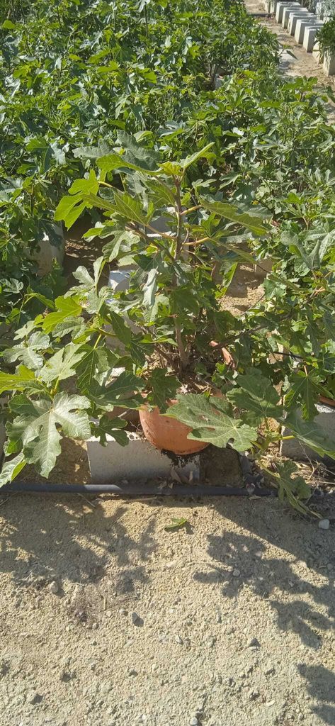 A young fig tree in a pot, surrounded by other plants in what appears to be a nursery or garden center.
