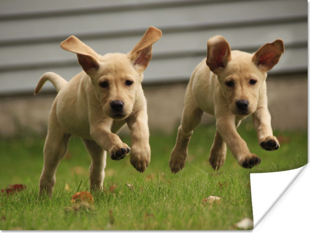 MuchoWow Poster Zwei gelbe Labrador Retriever laufen durch das Gras 160x120 cm - Foto Plakat