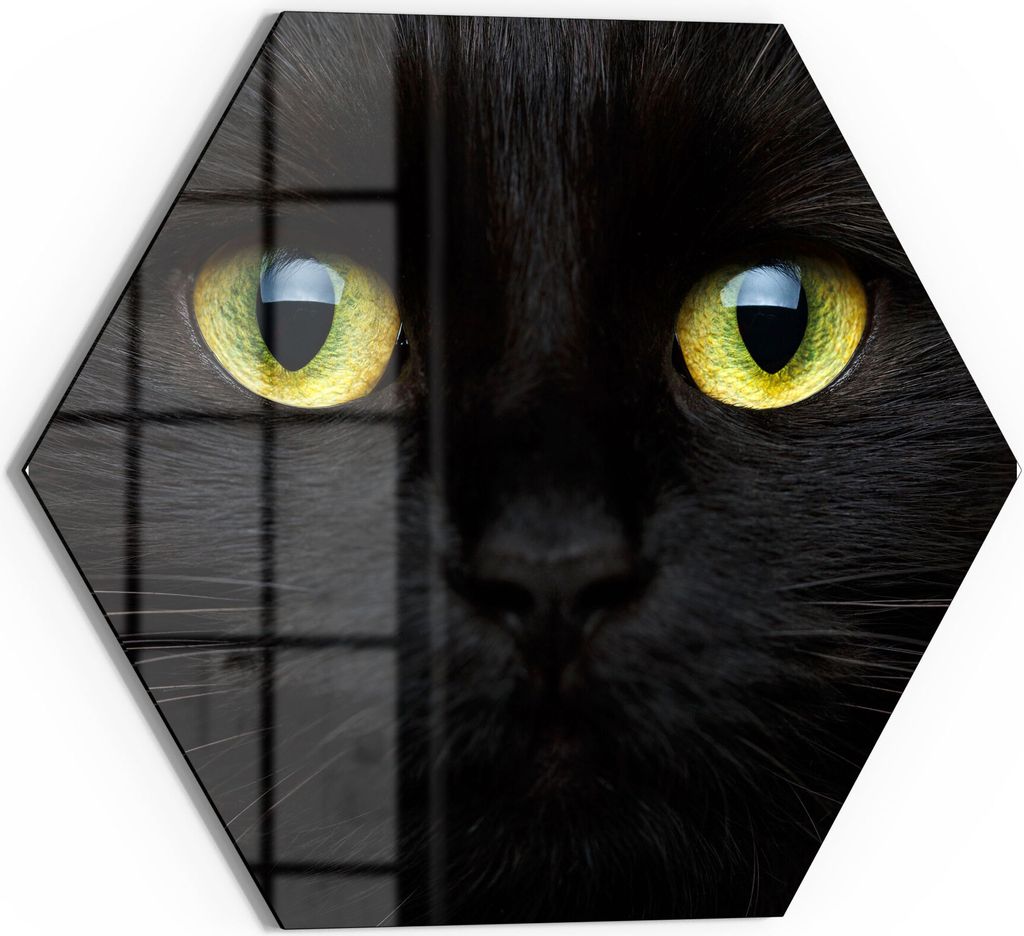 DEQORI Glasbild Echtglas 55x48 cm 'Gesicht eines Kätzchens' Wandbild Bild modern Deko