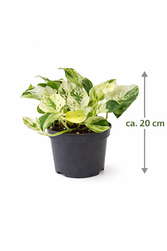 Epipremnum Happy Leaf Topf ca. 20 cm - Pflegeleichte