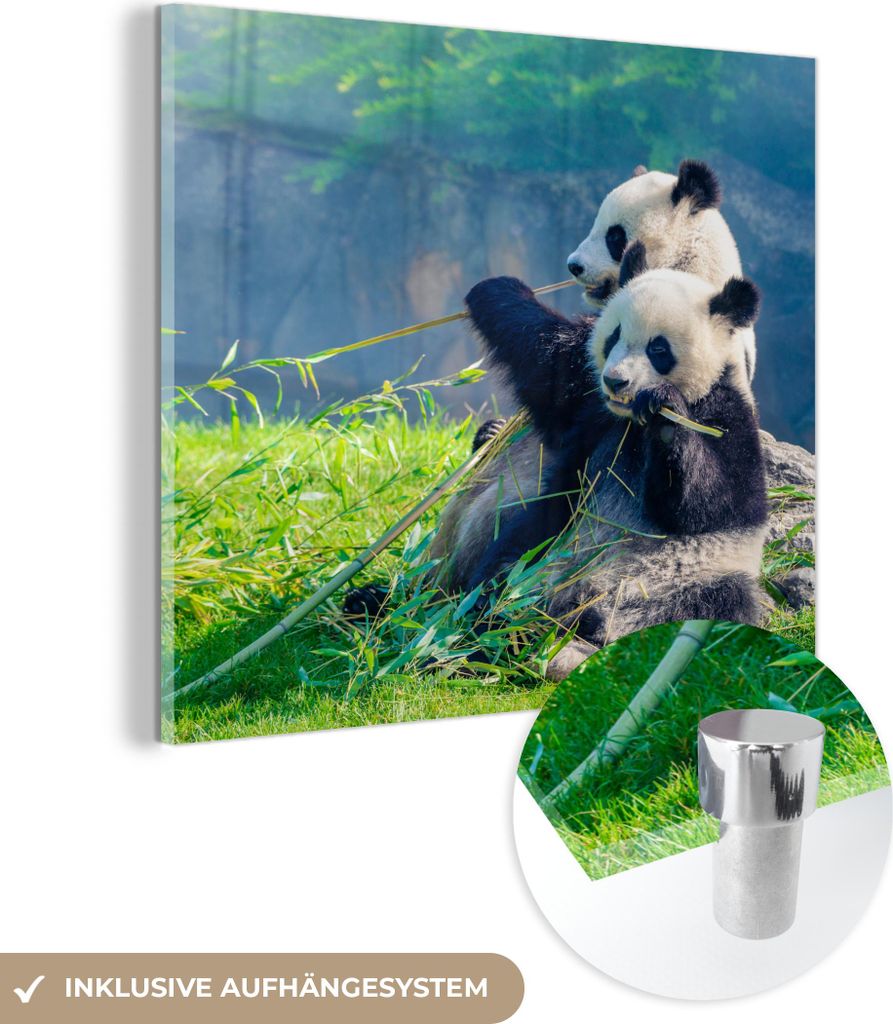 MuchoWow Glasbilder - Bilder auf Wandbild - Foto auf Glas Panda - Bambus - Gras - Tiere 90x90 cm Wanddekoration aus Glas - Acrylglasbild - Acrylbil...