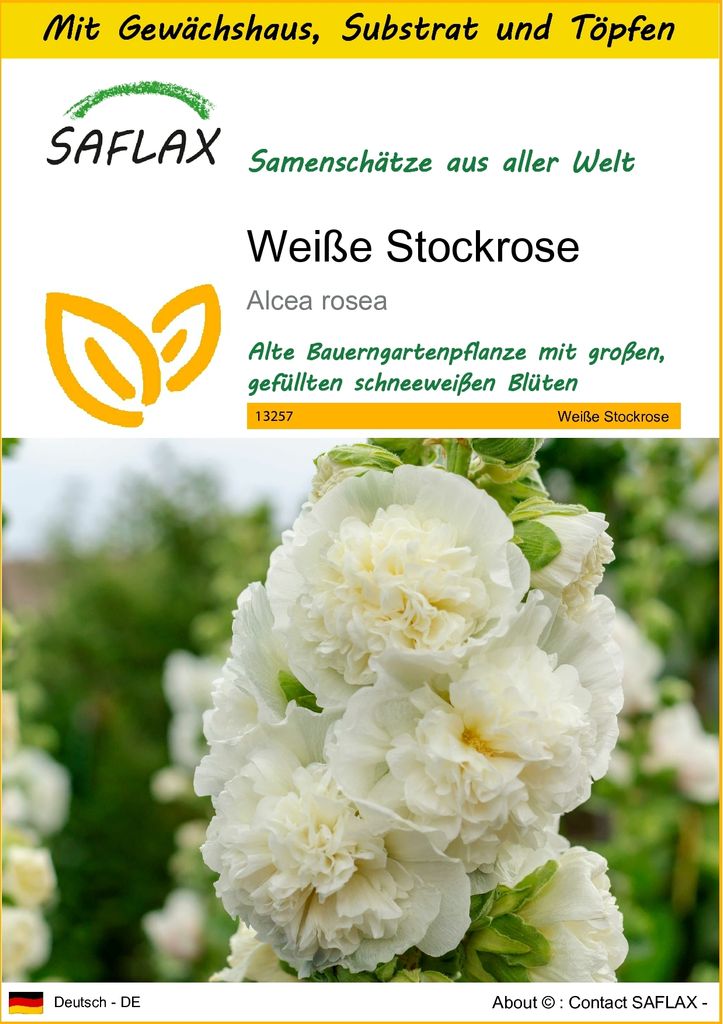 SAFLAX Anzucht Set - Weiße Stockrose - Alcea rosea - 100 Samen - Mit Mini-Gewächshaus, Anzuchtsubstrat und 2 Töpfen