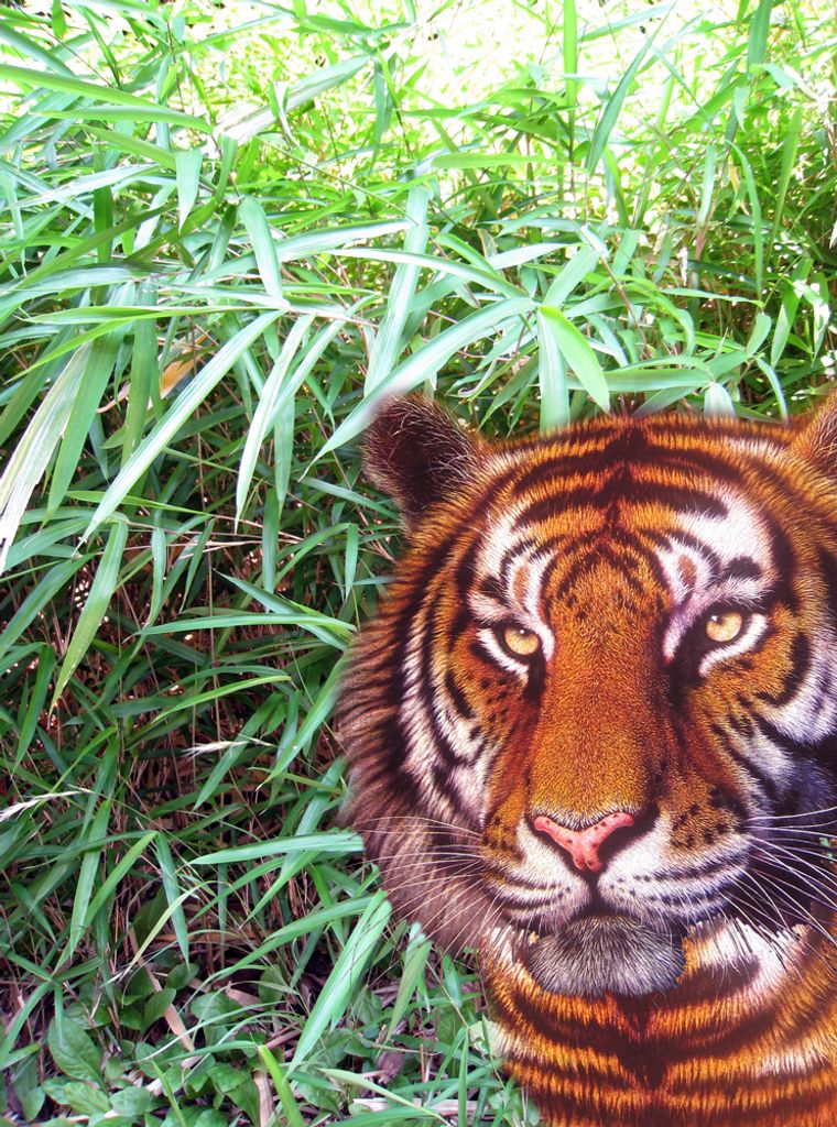 3 D Ansichtskarte Tiger Postkarte Wackelkarte Hologrammkarte Tier Raubkatze