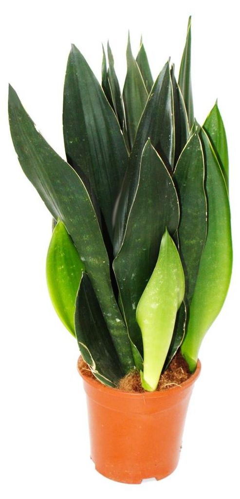 Sansevieria trifasciata "Black Diamond" - cerné konopí - Obrázek produktu 