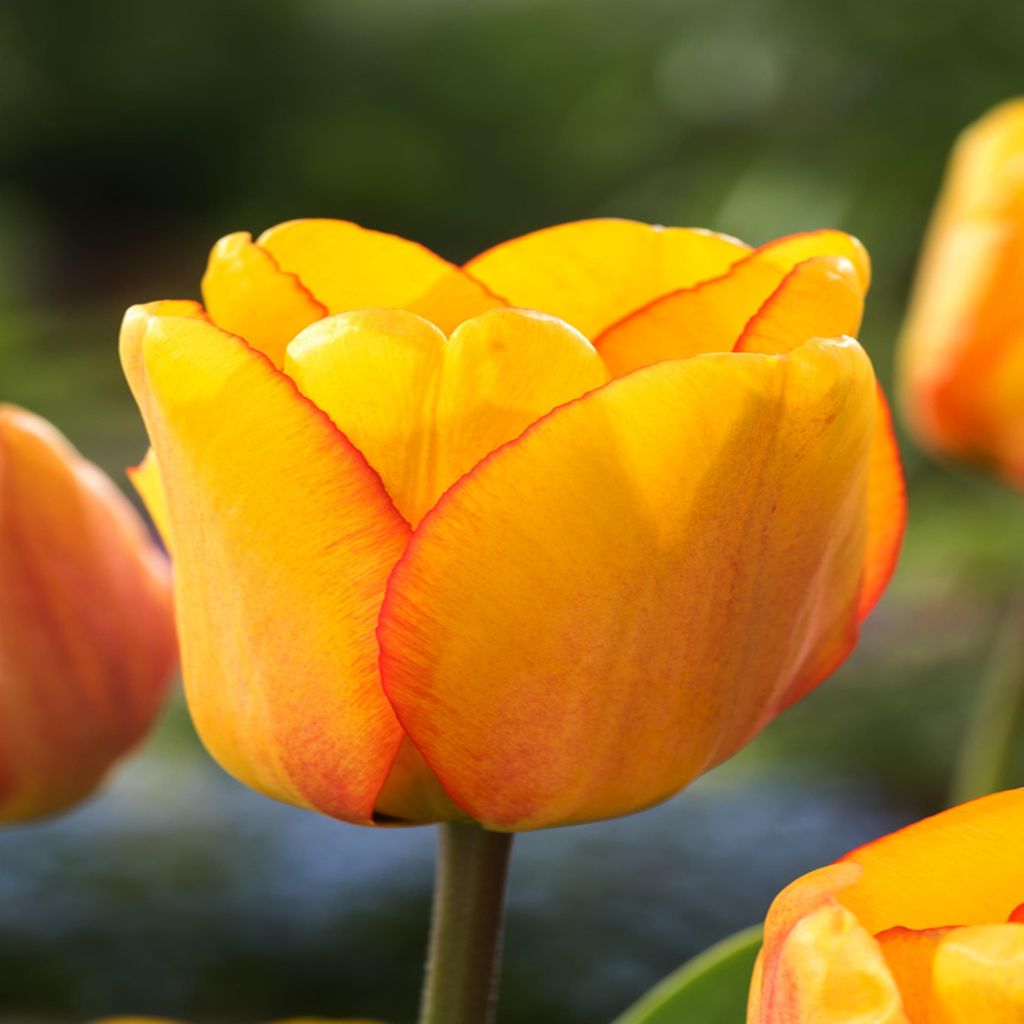 Tulipány Kvetinové cibuľky Cibuľky Kvety Tulipánové cibuľky Obrázok produktu 
