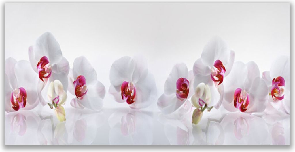 Acrylglasbilder 120x60 Wandbild Druck Blumen Pflanzen