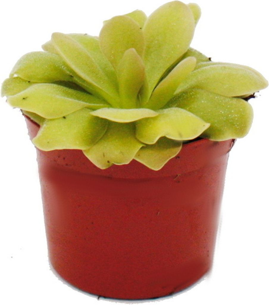 Fleischfressende Pflanze - Fettkraut - Pinguicula "Weser" - 9cm Topf