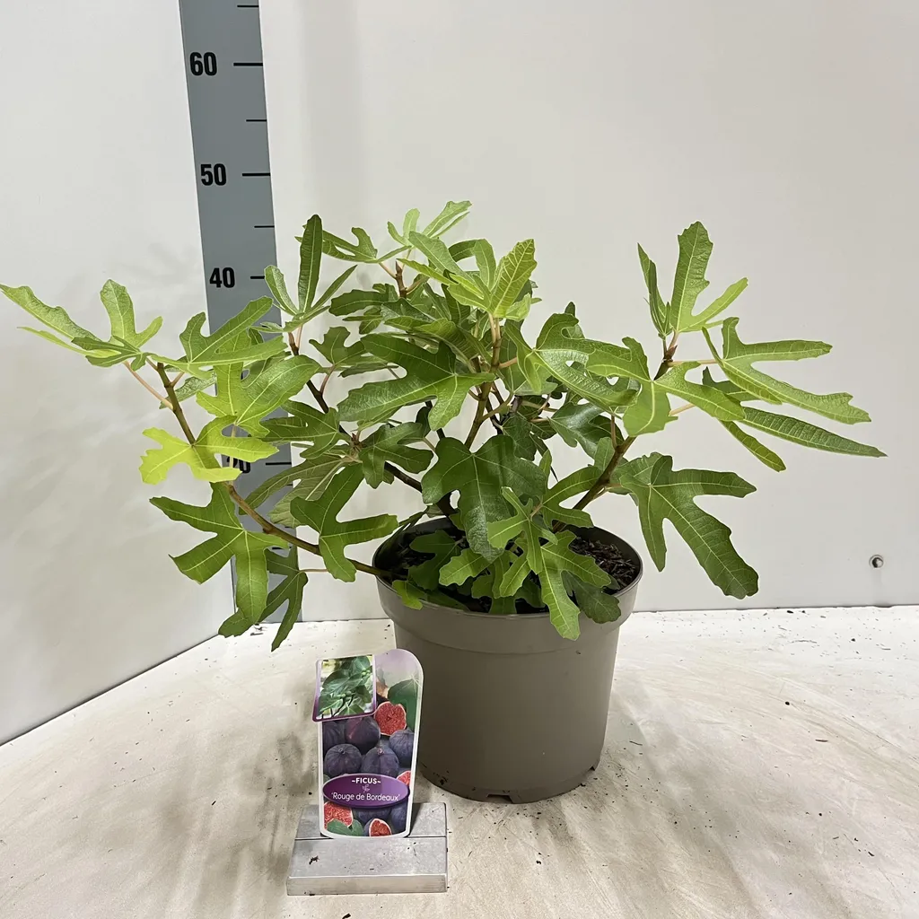Figuier Rouge de Bordeaux Rustique - Ficus carica 50-60 cm Robuste