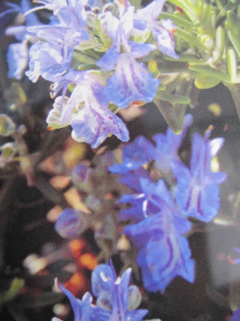 Kriechender Rosmarin Point du Raz - Rosmarinus officinalis Produktbild 