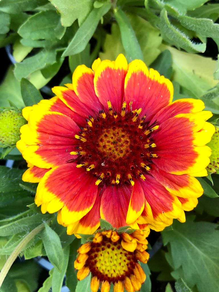 6 x Gaillardia aristata 'Arizona Sun' – Kokardenblume  - Produktbild 