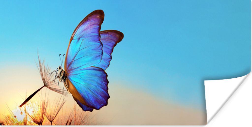 MuchoWow Poster Schmetterling - Löwenzahn - Blau 150x75 cm - ohne Rahmen
