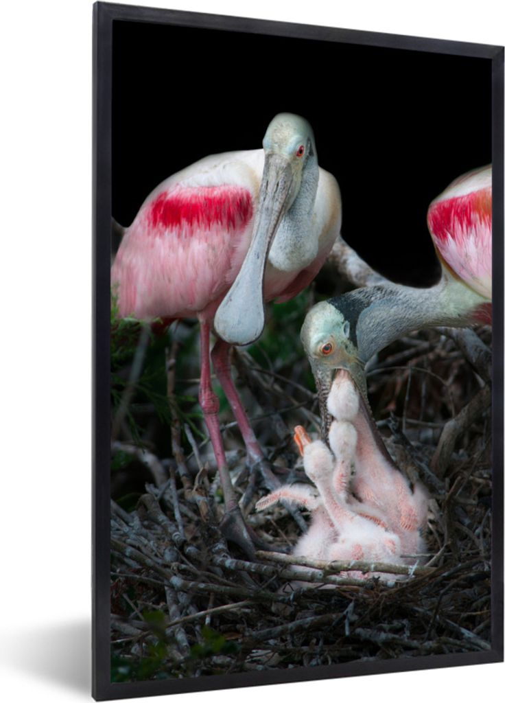 MuchoWow MuchoWow Gerahmtes Poster Vögel - Nest - Küken 40x60 cm - Poster mit zchwarzem Bilderrahmen - Papierdruck - Wandbilder