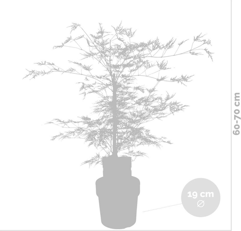 Acer palmatum \'Garnet\' – Japanischer Ahorn – Strauch – Produktbild 2