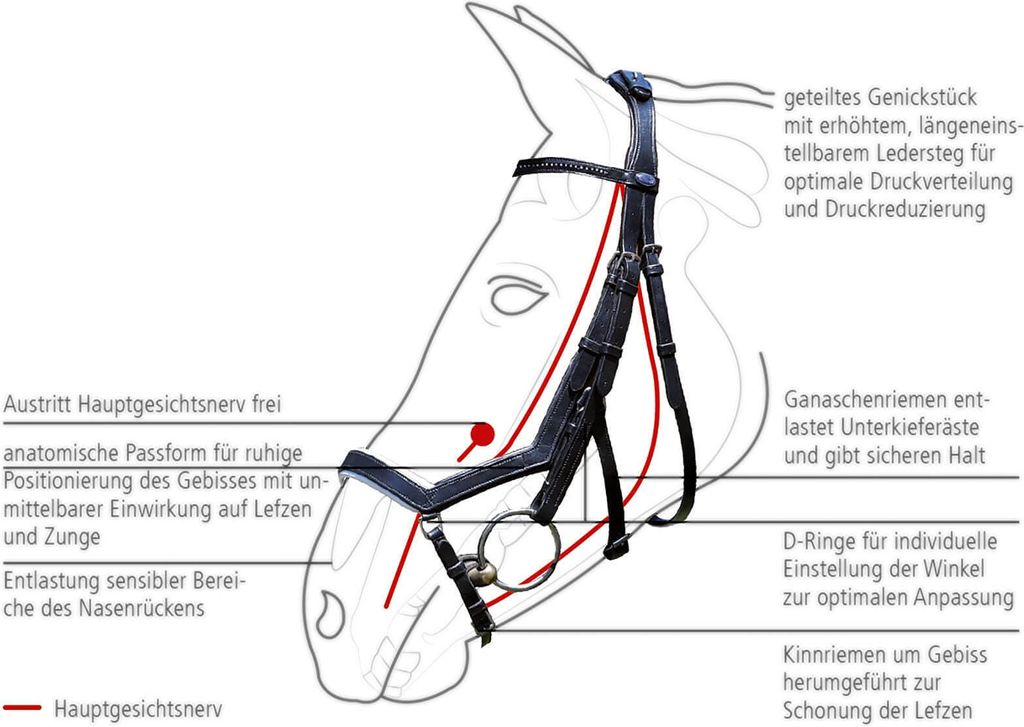 BUSSE Trense Feeling Trensenzaum Ledertrense mit Zügel Produktbild 8
