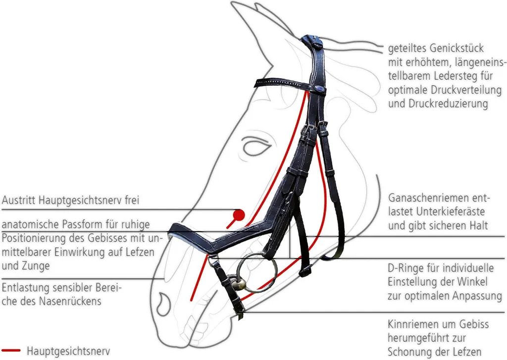 Filet de Cheval en Cuir avec Muserolle Combinée et Strass Argent BUSSE - 4