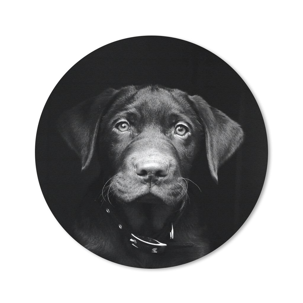 MuchoWow Mauspad Mousepad Nahaufnahme Labrador Welpe vor schwarzem Hintergrund in schwarz und weiß 30x30 cm - Mousepads - Maus Mat - Pad - Mausu...