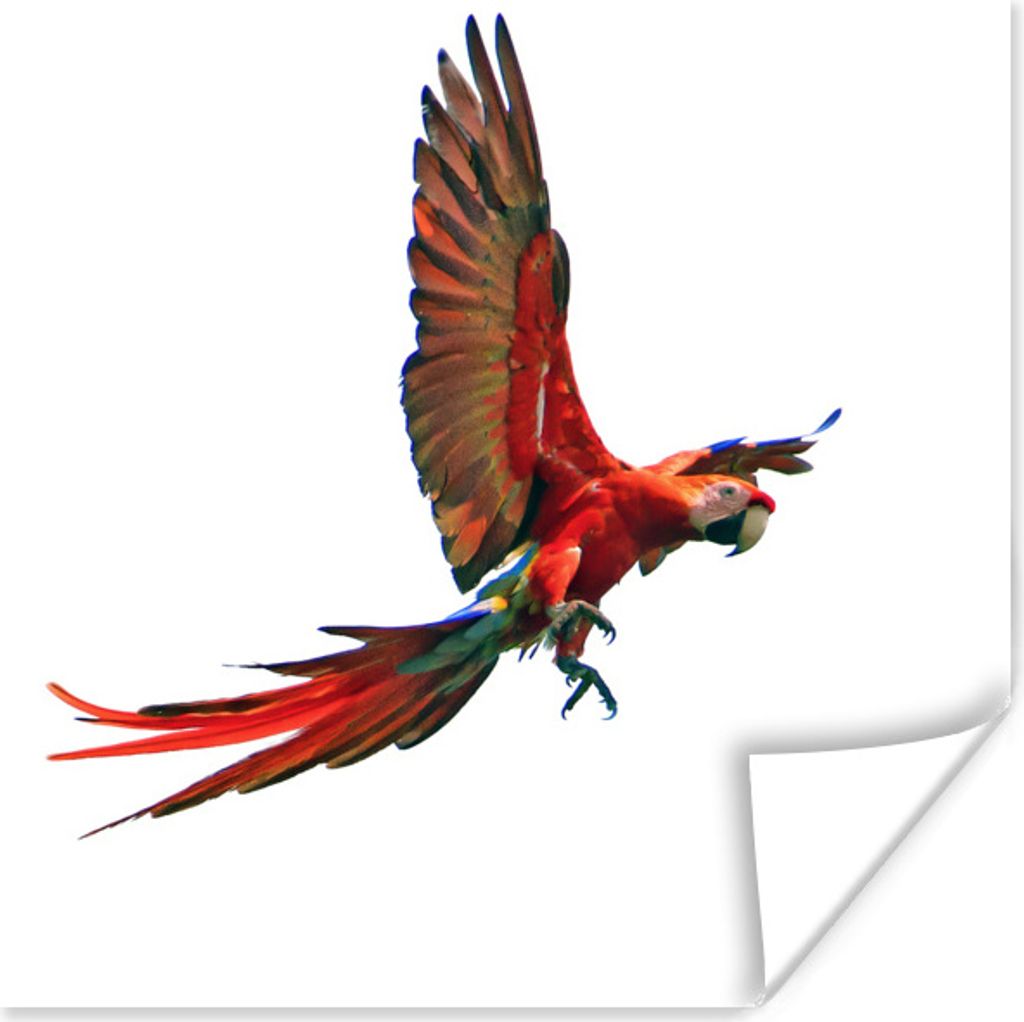 MuchoWow Poster Ara - Vogel - Porträt 75x75 cm - Wand Dekoration
