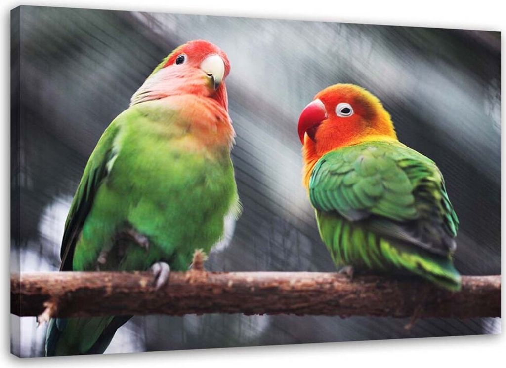 Leinwandbild bunte papageien 100x70 cm Feeby farbe wandbild bereit zum aufhängen