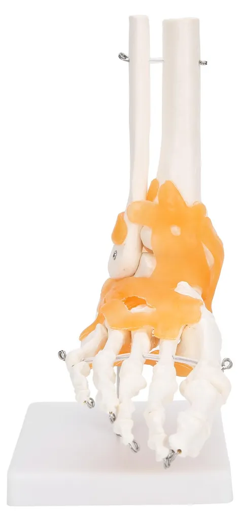 Comprendre les douleurs du pied : maquette anatomique avec ligaments