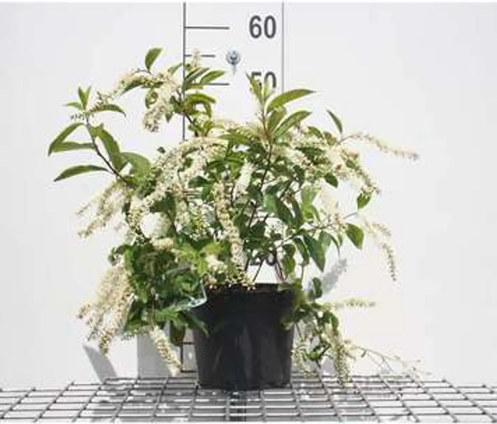 Saule romarin américain Itea virg. Henry's Garnet pour zones humides 40cm