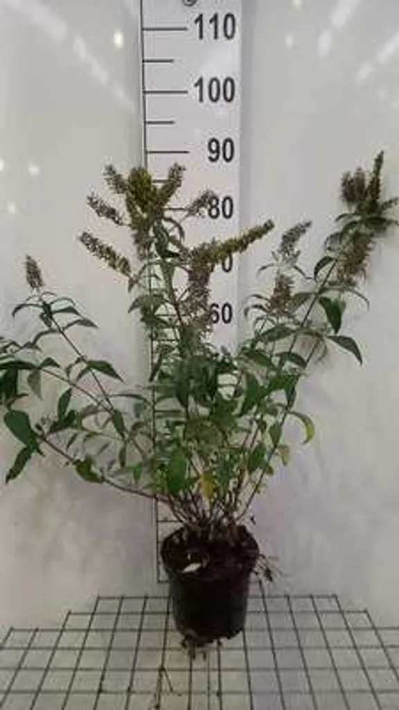 Buddleja Reve de Papillon White : Arbuste robuste sol difficile 40-60cm