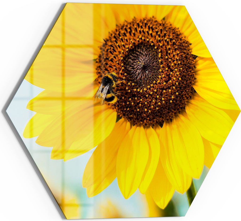 DEQORI Magnettafel Glas 40x35 cm 6-eckig 'Strahlender Sommerzauber' beschreibbar Whiteboard Küche