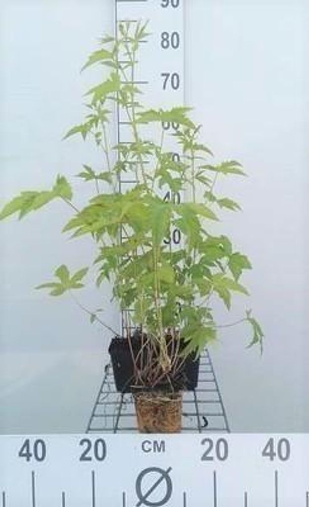 6 x Filipendula purp. 'Elegans' - Mädesüß - Topf 9 x 9 cm