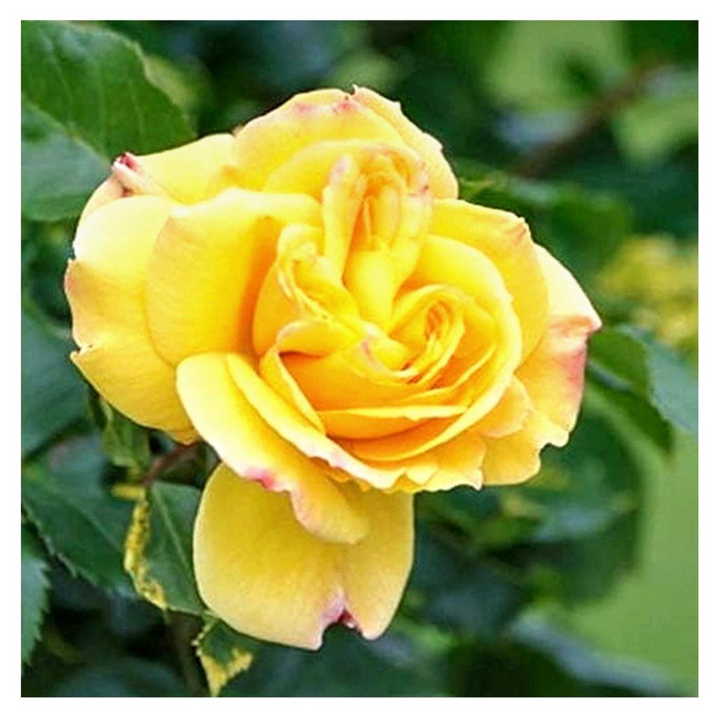 Kletterrose 'Dukat', gelb, wurzelnackt, winterhart, robust, mehrjährig, Qualität aus Müllers Baumschule, inklusive Pflanz- und Pflegeanleitung