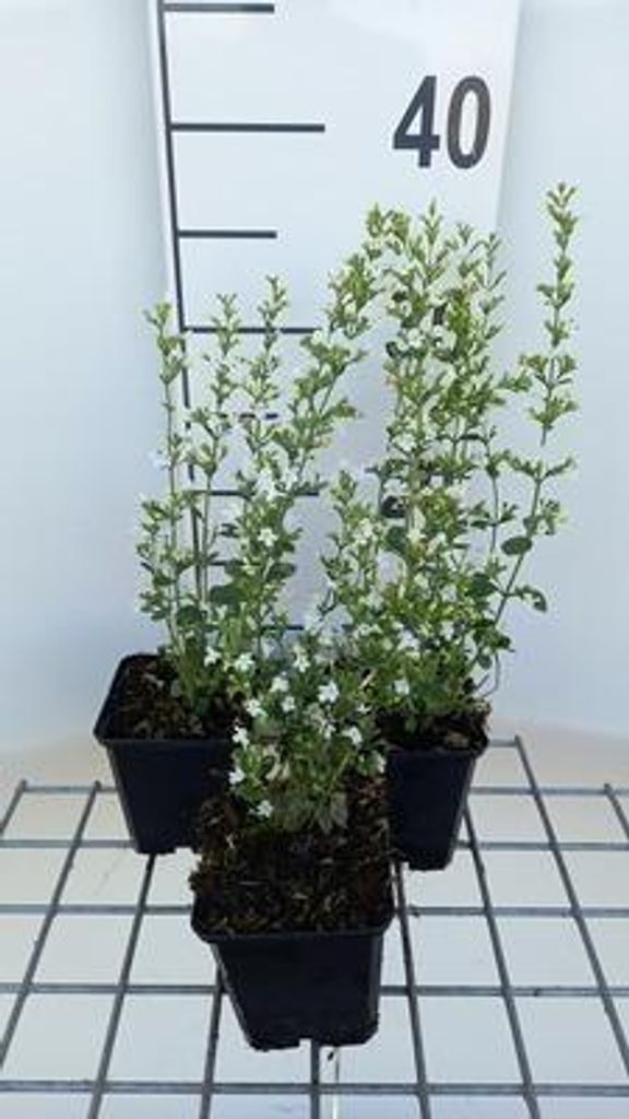 6 x Calamintha nep. 'White Cloud' - Bergminze - Topf 9 x 9 cm