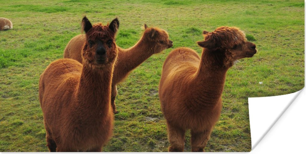 MuchoWow Poster Alpakas - Braun - Berg 150x75 cm - ohne Rahmen