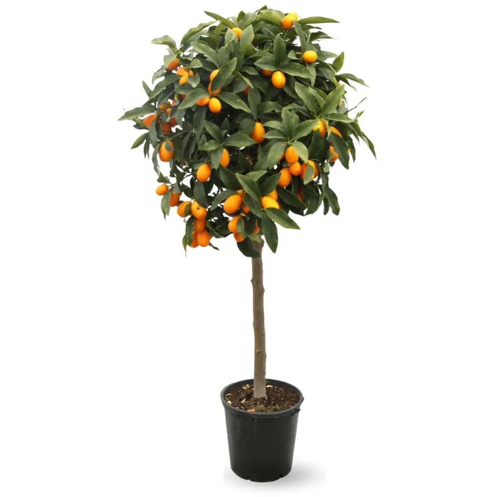 Kumquat Fortunella Margarita Arbre Fruitier Méditerranéen 120-130 cm