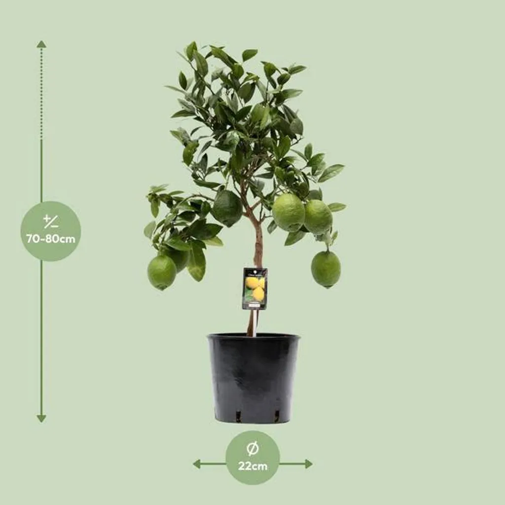 Citronnier Résistant pour Intérieur - Finis les Échecs avec les Agrumes