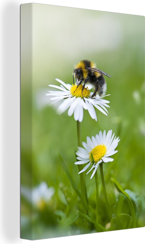 OneMillionCanvasses - Leinwandbilder - 90x140 cm, Hummel - Gänseblümchen - Blumen, Wandbilder Kunstdruck Wanddekoration - Wandschmucke - Schlaf...