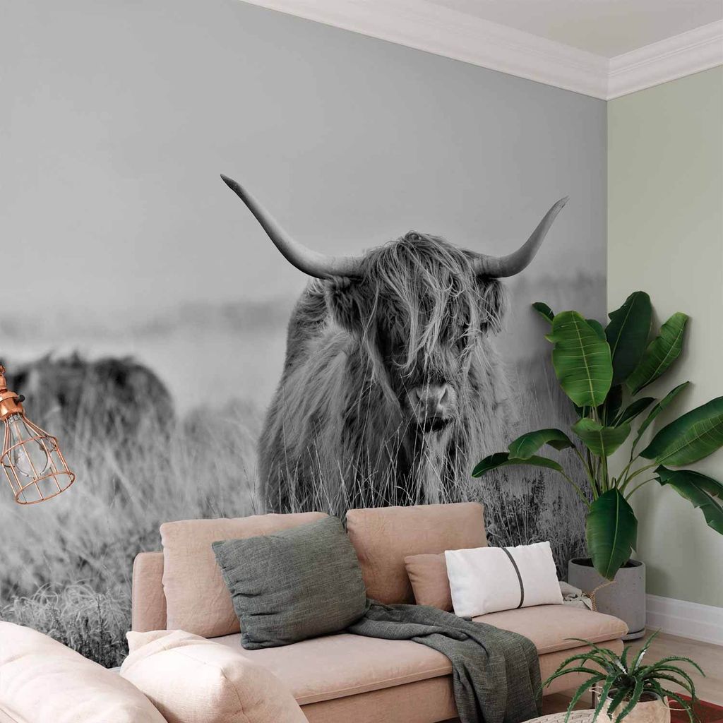 Selbstklebende Folie Fototapete - Highland Cattle 294x210 cm Tiere g-B-0146-a-a