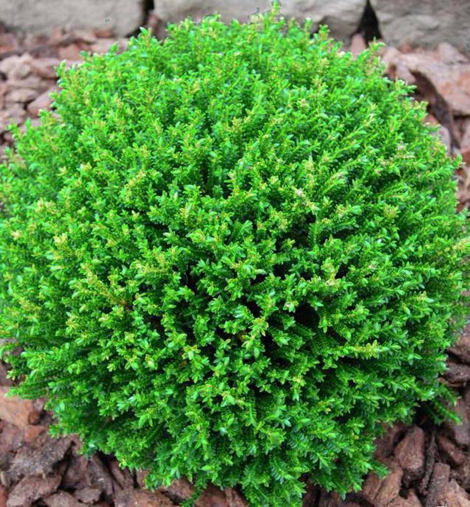 Strauchveronika (Hebe) ´GREEN GLOBE´, Cont. 0,5 l Produktbild 