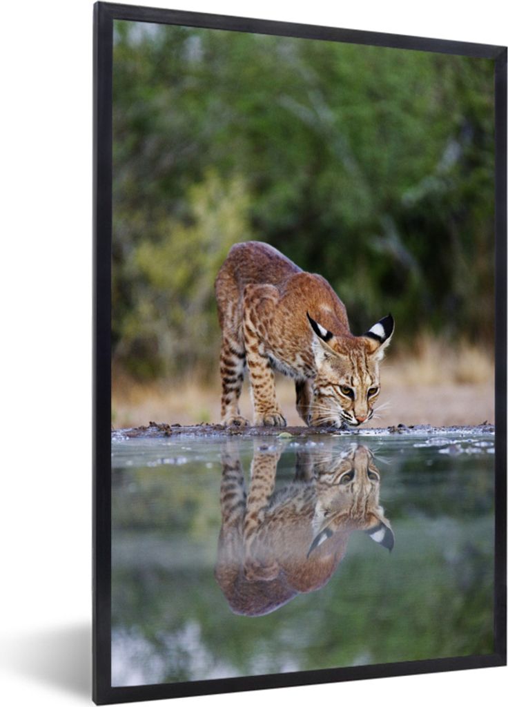 MuchoWow MuchoWow Gerahmtes Poster Luchs - Tier - Wasser - Trinken 40x60 cm - Poster mit zchwarzem Bilderrahmen - Papierdruck - Wandbilder